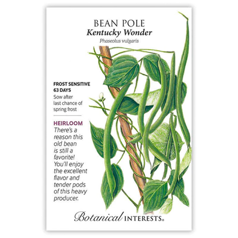 BEAN POLE KENTUCKY WONDER