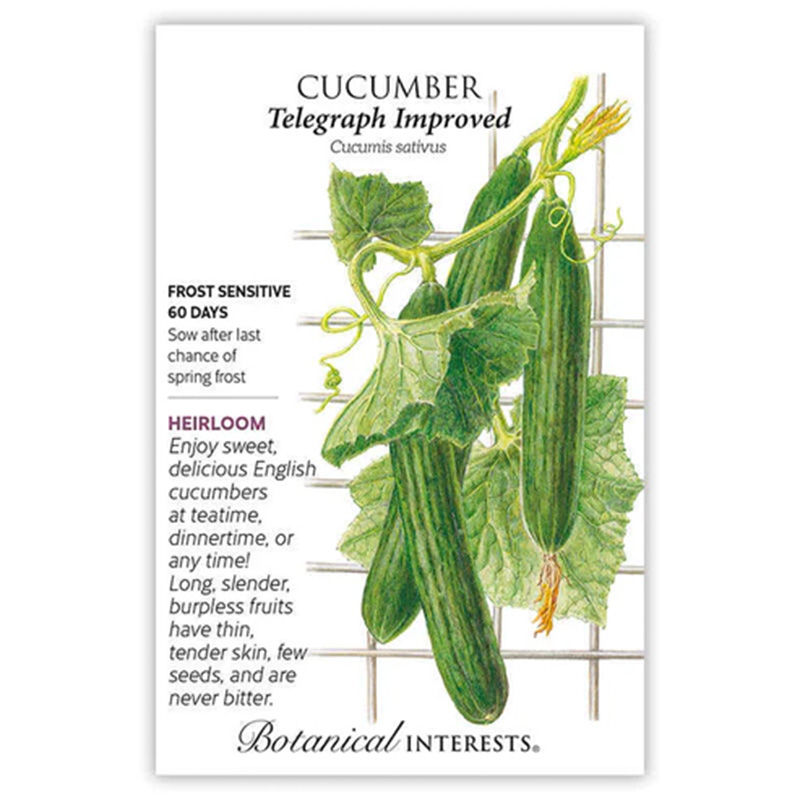 CUCUMBER ENGLISH TELEGRAPH