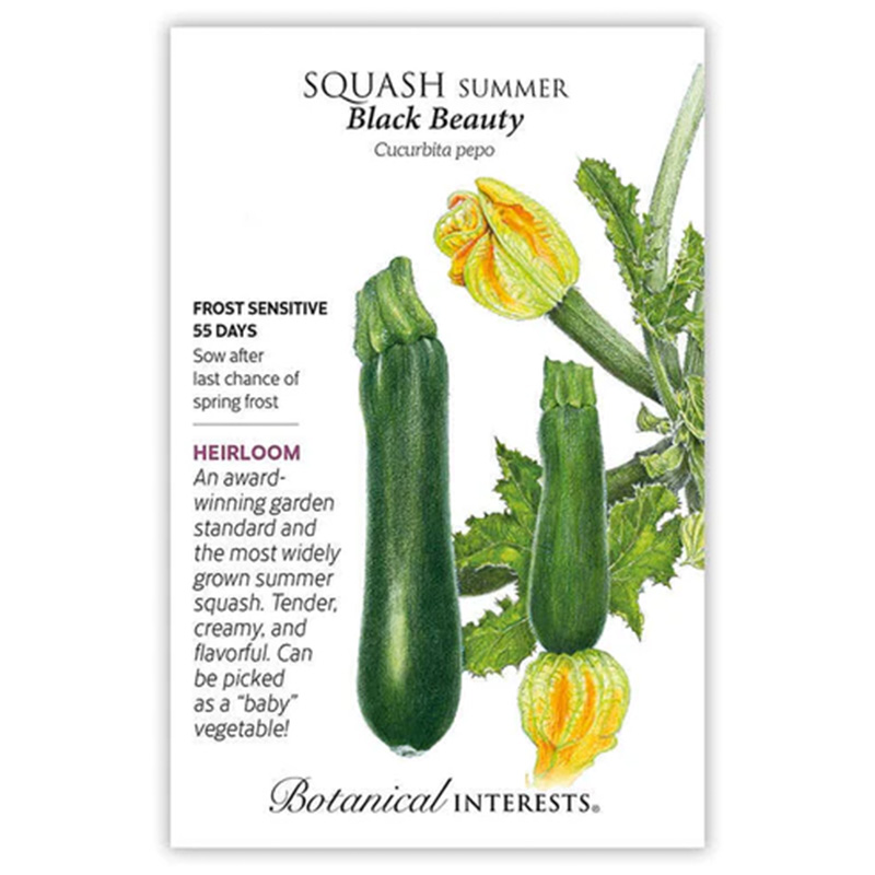 SQUASH SUMMER BLACK BEAUTY