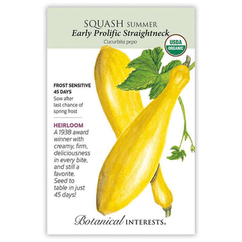 SQUASH SUMMER EARLY STRGHTNK ORG