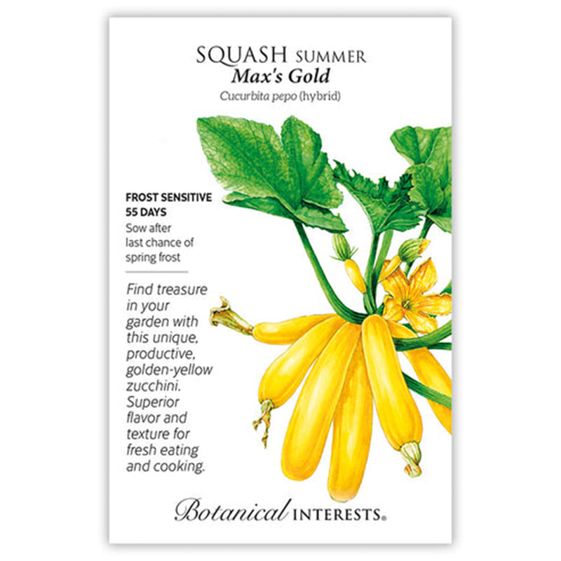 SQUASH SUMMER MAX'S GOLD HYBRID