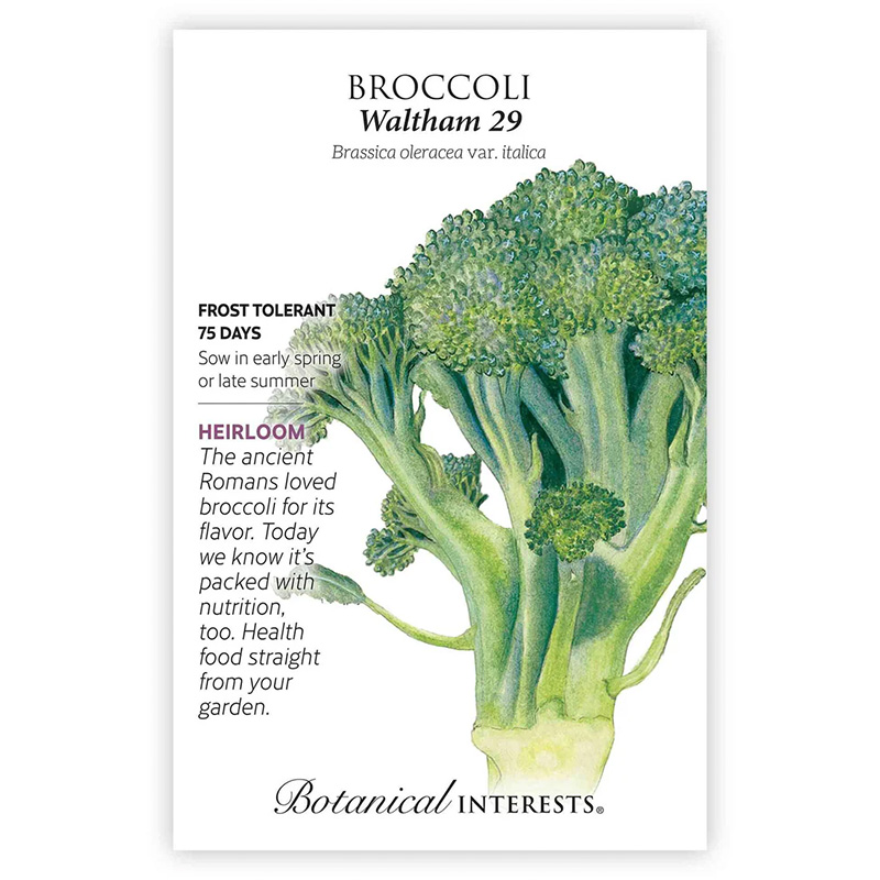 Broccoli Waltham 29