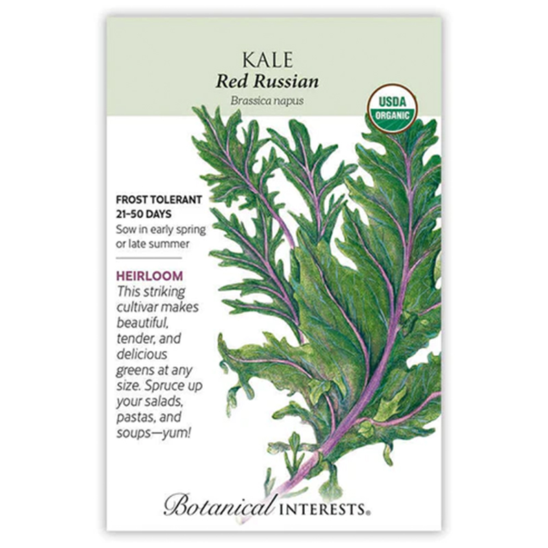 Kale Red Winter Org