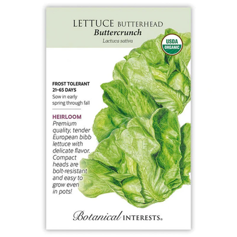 Letttuce Butterhead Buttercrunch