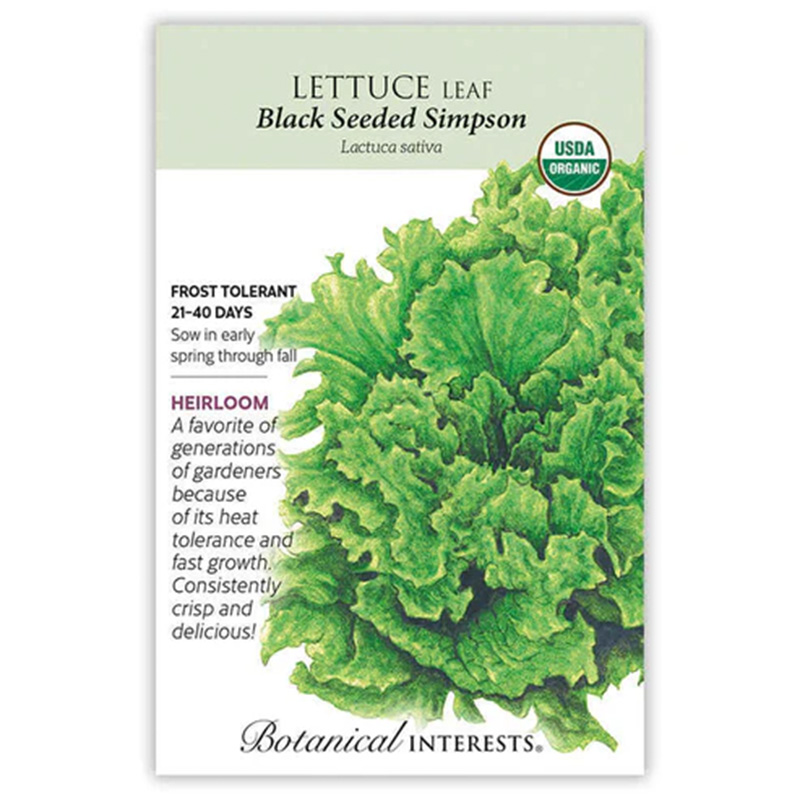 LETTUCE LEAF BLACK SD SIMPSON