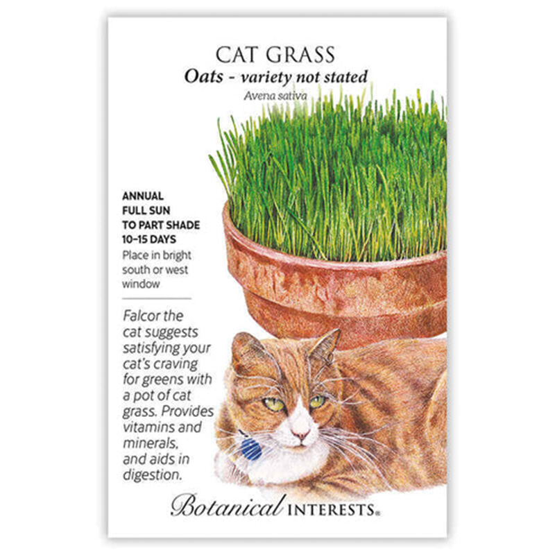 CAT GRASS