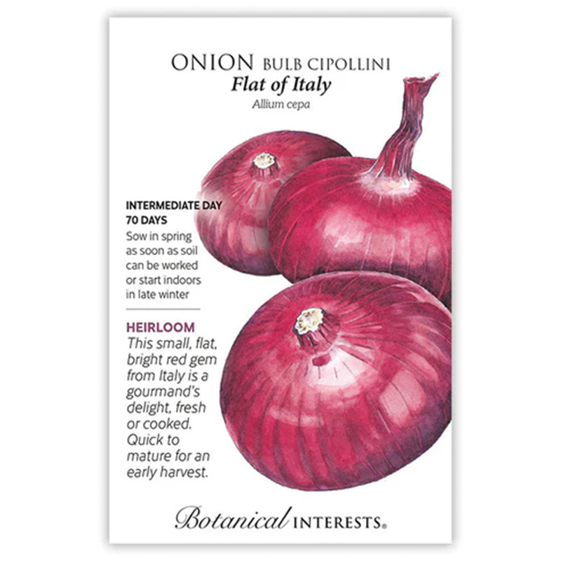 ONION FLAT OF ITALY
