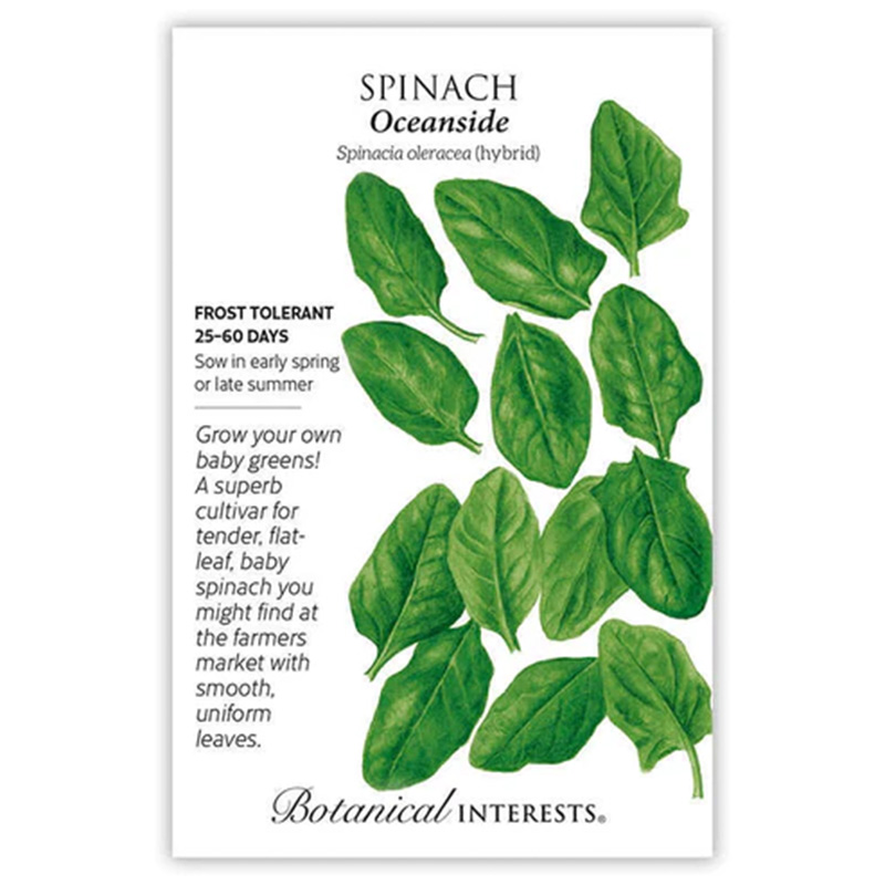 SPINACH OCEANSIDE HYBRID
