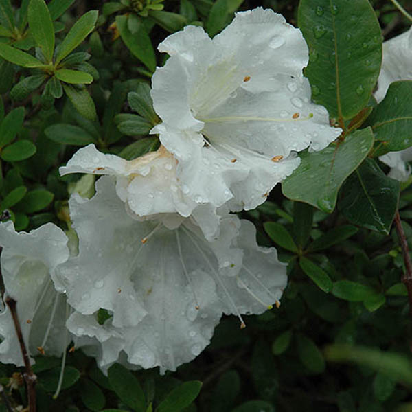 Rhododendron 'Gumpo White'