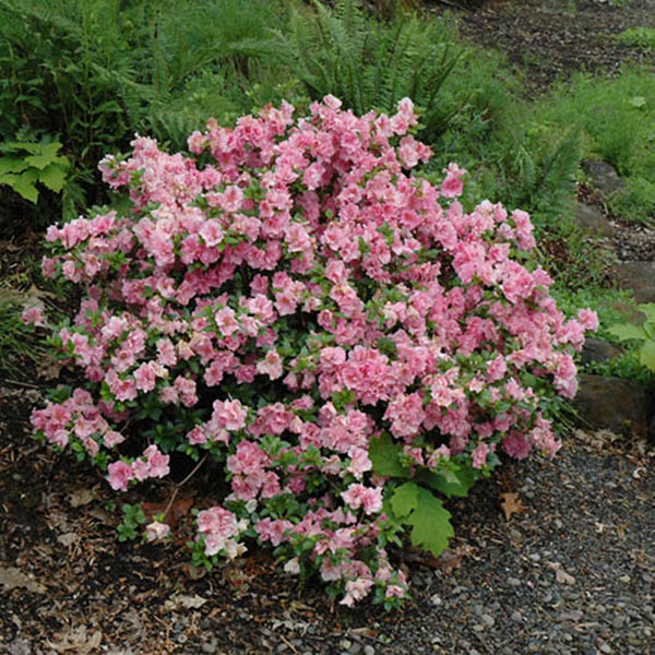 Rhododendron 'Gumpo Pink'