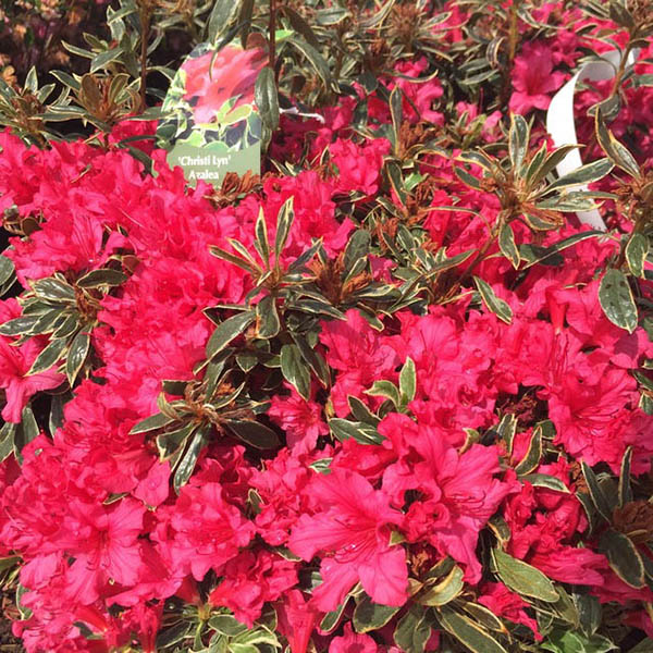 Rhododendron 'Christi Lyn'