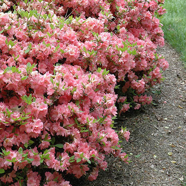 Rhododendron 'Blaauw's Pink'