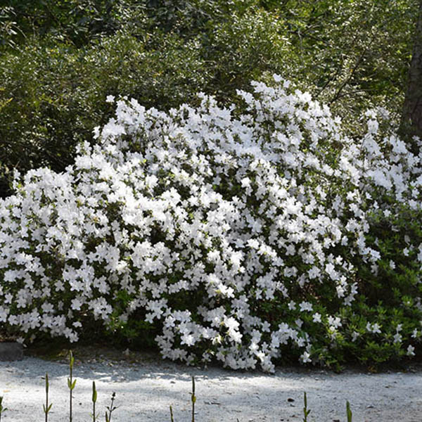Rhododendron 'Delaware Valley White'