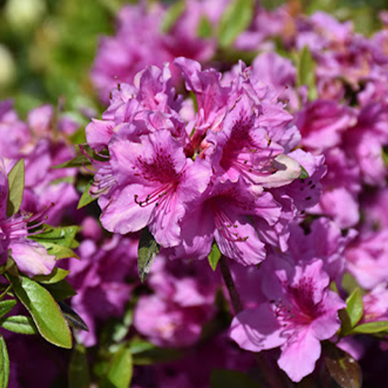 AZALEA HERBERT 3G