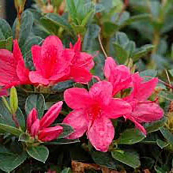 Rhododendron 'Conler'