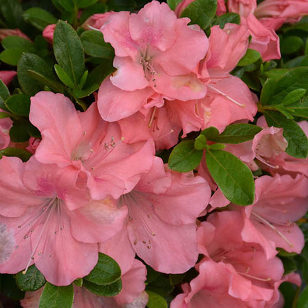 AZALEA AUTUMN DEBUTANTE(ROBLEL)3