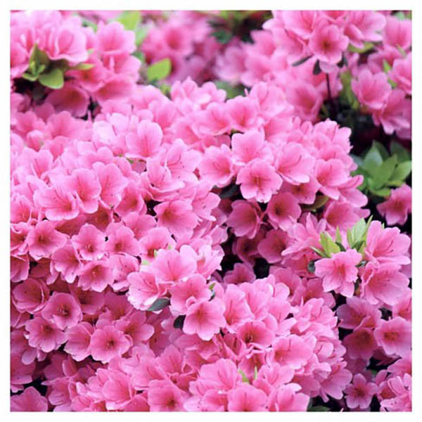 Rhododendron 'Pink Ruffles'