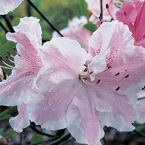 Rhododendron 'Conversation Piece'