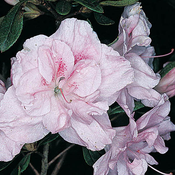 Rhododendron 'Nancy Of Robin Hill'