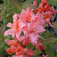 Azalea x 'Sunset Pink' Exbury Hybrid