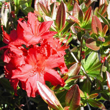 AZALEA a. X p. MY MARY