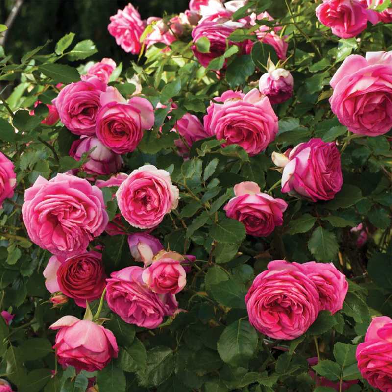 ROSA 'PRETTY IN PINK' (CLIMBER)