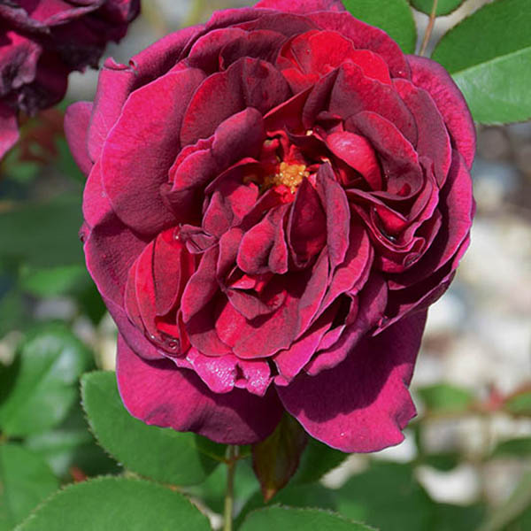 ROSA 'DARCY BUSSELL' 3G