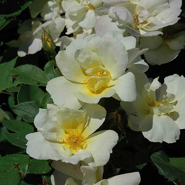 ROSA 'KNOCK OUT SUNNY' 3G