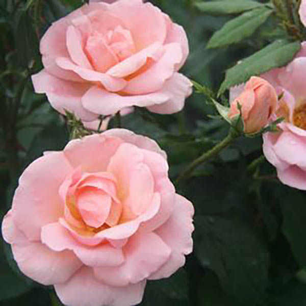 ROSA 'KNOCK OUT PEACH' 3G