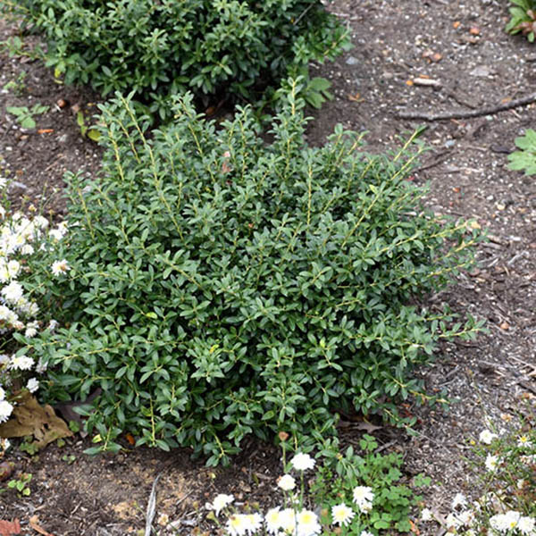 ILEX CREN 'SOFT TOUCH' 7G