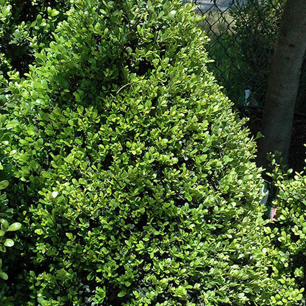 ILEX CREN 'COMPACTA' 3G