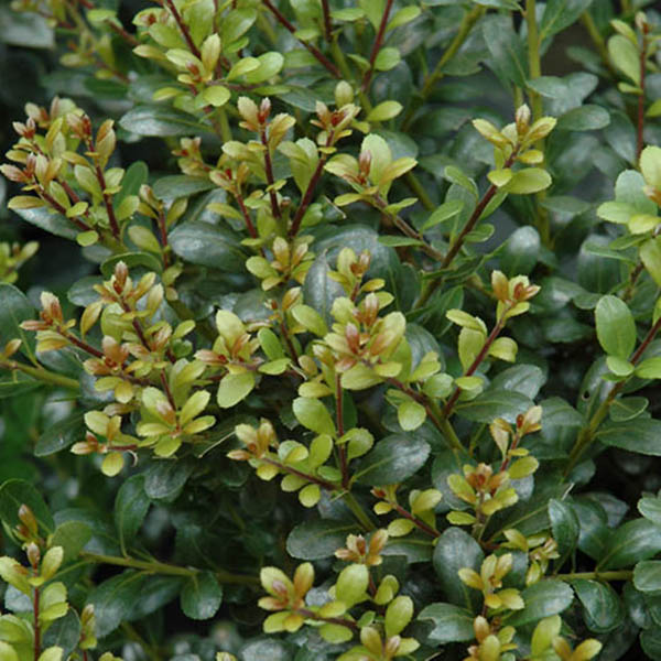 ILEX GLAB 'COMPACTA' 7G