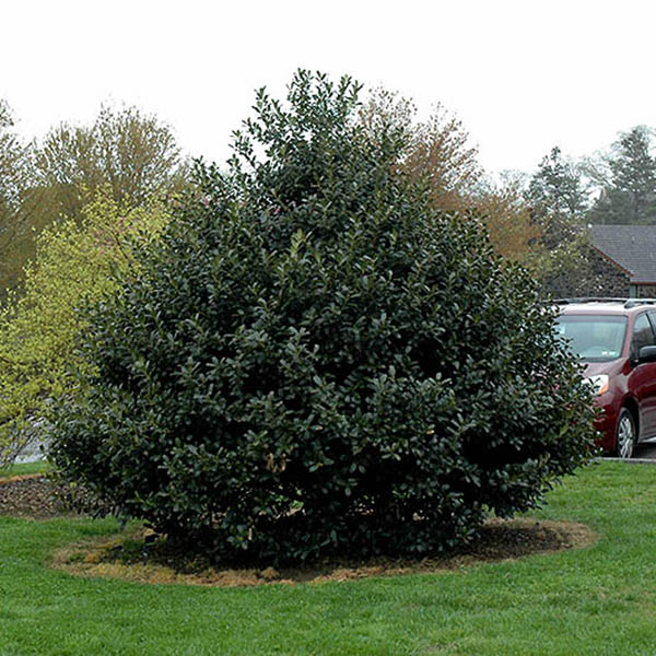 ILEX X 'ROCK GARDEN' 3G