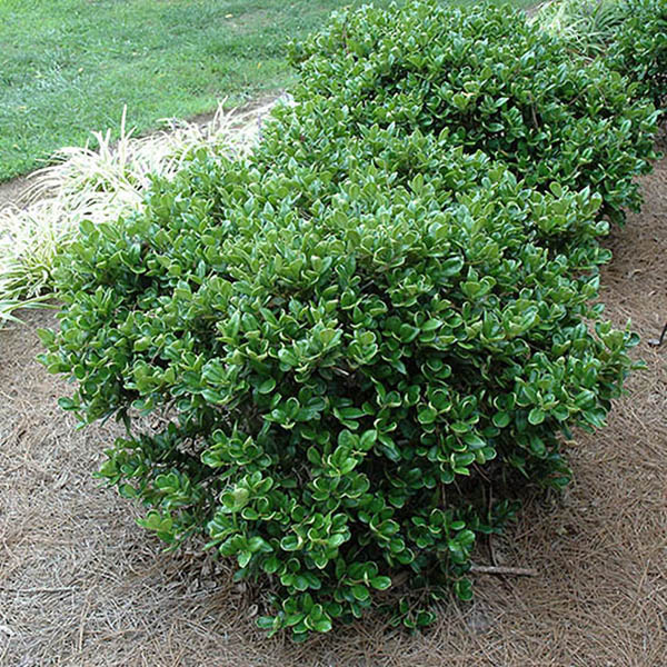 ILEX CORN 'CARISSA' 3G