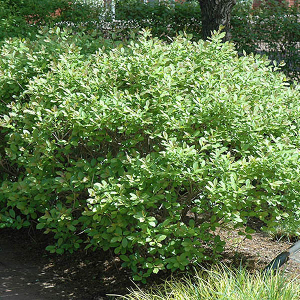 ILEX VERT 'JIM DANDY' 3G