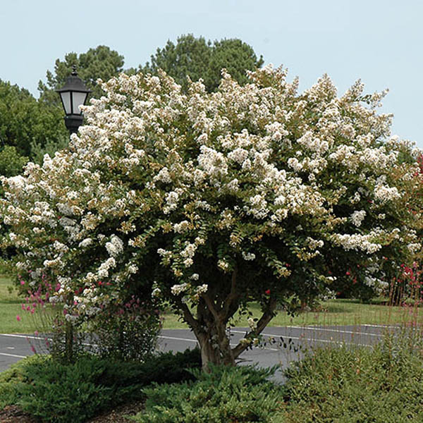 Lagerstroemia indica x fauriei 'Acoma'