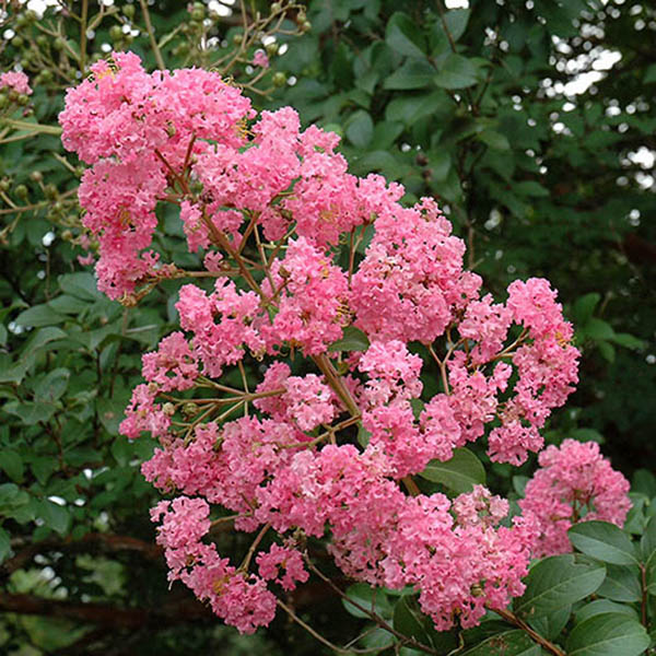 Lagerstroemia 'Choctaw'