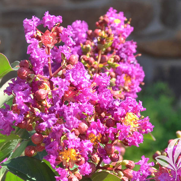 Lagerstroemia x 'GA 010'