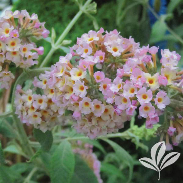 DAPHNE ODORA 'AUREO MARG' 2G