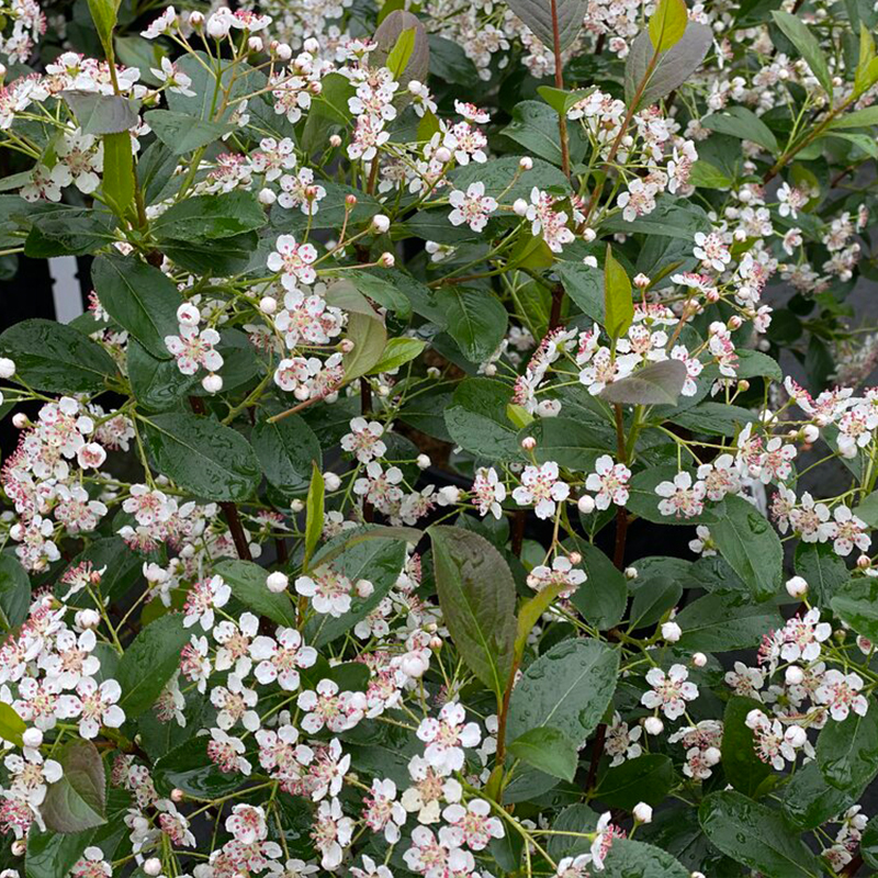 ARONIA 'LOWSCAPE SNOWFIRE' 3G