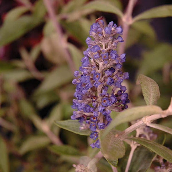 BUDD X 'BLUE HEAVEN' 3G