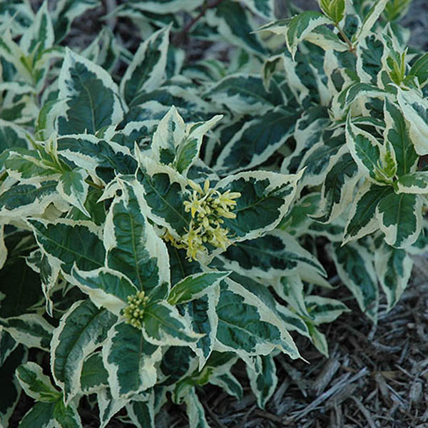 DIERVILLA 'COOL SPLASH' 3G