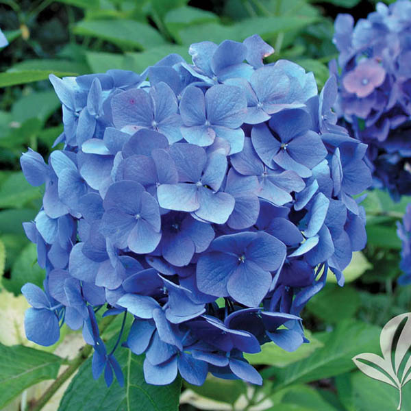 HYDRANGEA M 'NANTUCKET BLUE' 7G