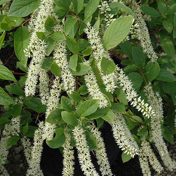 ITEA 'LITTLE HENRY' 3G 15-18''