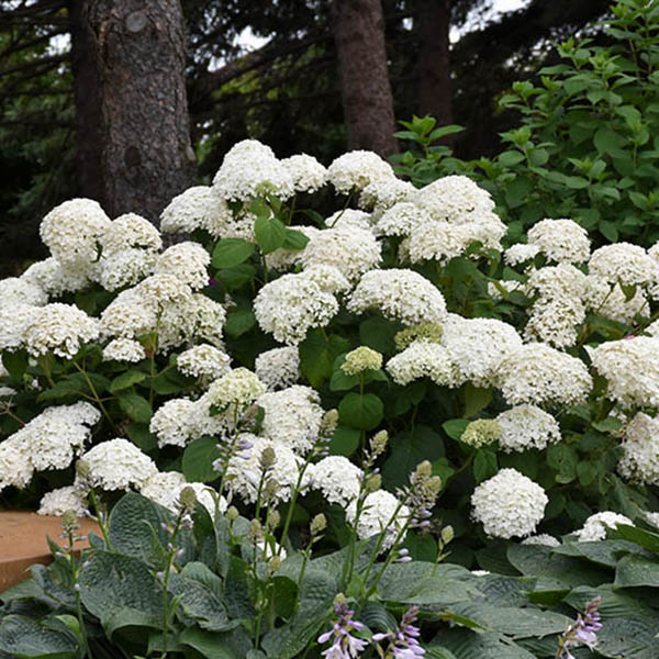 HYDRANGEA A 'ANNABELLE' 3G