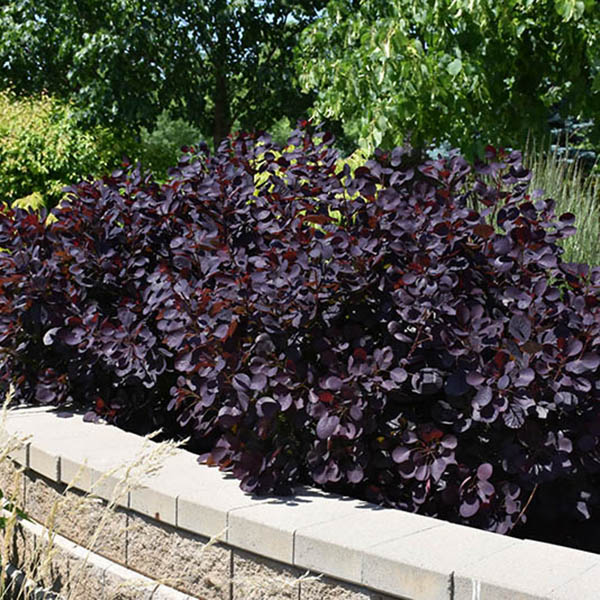 COTINUS COG 'ROYAL PURPLE' 7G