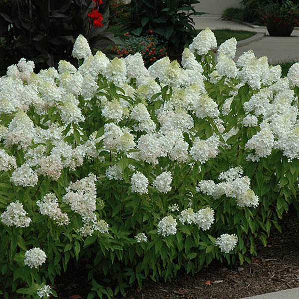 HYDRANGEA PAN 'LITTLE QUICKFIRE'