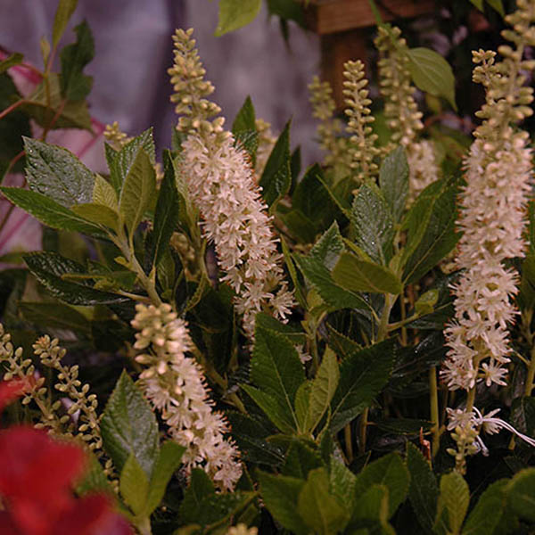 CLETHRA ALN 'SIXTEEN CANDLES' 3G