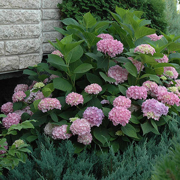 HYDRANGEA M 'ENDLESS SUMMER' 7G