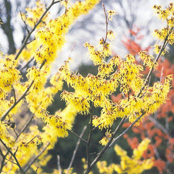 HAMAMELIS 'ARNOLD'S PROMISE'